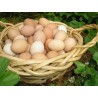 COUNTRY EGG 6nos