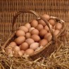 COUNTRY EGG 6nos