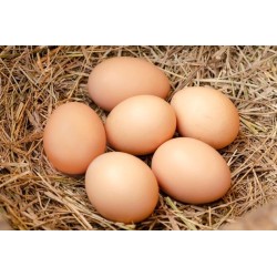 COUNTRY EGG 6nos