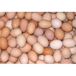 COUNTRY EGG 6nos